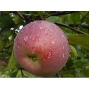 Саженцы плодово-ягодных деревьев фотография