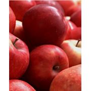 Саженцы оптом: Яблони груши сливы вишни черешни персика нектарина фото
