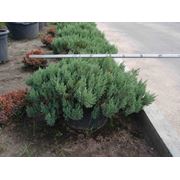 Juniperus horizontalis (можжевельник Горизонтальный) Blue forest фото