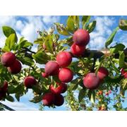 саженцы инжира граната яблони груши сливы персика фото