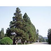 Можжевельник китайский (Juniperus chinensis) фото