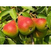 саженцы инжира граната яблони груши сливы персика фото