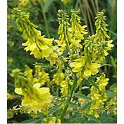 Семена:донник |буркун желтый многолетний фото