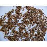 Продажа семян: люцерны  суданской травы эспарцета чернушки халцидона укропа морквы наута щавеля фотография