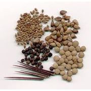 Семена лекарственных растений фото