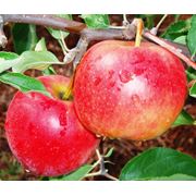 Саженцы яблонь Молдавской Селекции Декоста фото