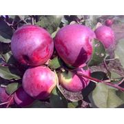 Саженцы яблони сорта Либерти фото