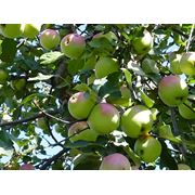 Саженцы яблонь: летние осенние раннезимние зимние позднезимние