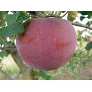 Саженцы яблони М-106 фотография