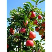 саженцы инжира граната яблони груши сливы персика фотография