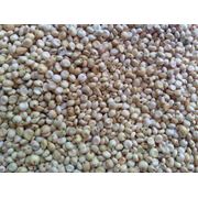 Семена суданки (суданской травы)Купить от производителя оптомпродажа по хорошим ценам