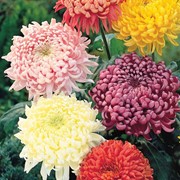 Цветы живые оптом, купить хризантемы живые на срез оптом по цене производителя фотография
