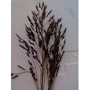 Семена суданской травы тонкостебельной Голубовская-25 фото