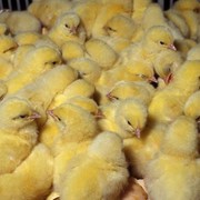 Суточные цыпляты, цыплята подрощенные, цыпленок-бройлер фото