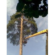 Удаление аварийных деревьев в Караганде фотография