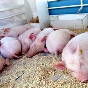 Свиньи с откорма фото