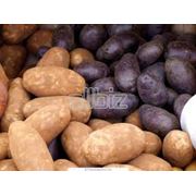 Картофель семенной сортовой картофель сорта картофеля в ассортименте. фото