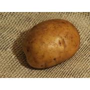 Семена картофеля оптом