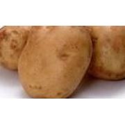 Семена картофеля  семенной картофель фотография