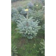 Ель голубая “Blue spruce“ в 5л. горшках елки декоративные фотография