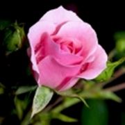 Роза Розовая фото