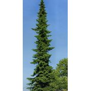 Ель сербская "Picea omorika" купить украина