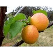 Саженцы абрикоса персика. фото