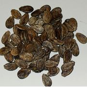 Семена арбуза. Оптово-розничная торговля семенами бахчевых культур. фото