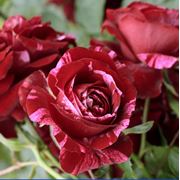 Семена розы в Украине Купить Цена Фото семена роза