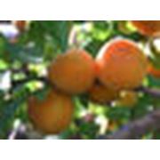 Саженцы абрикоса фото