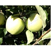 Саженцы яблонь сорта Голден делишес Возраст 1 год Позднезимний сорт