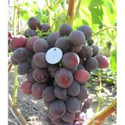 Саженцы столового винограда купить Украина