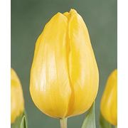 Луковицы тюльпана Strong Gold фото