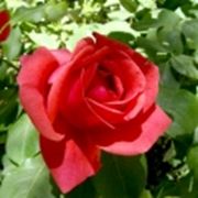 Роза Красная