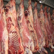 Мясо говядина в полутушах фотография