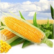 Кукуруза, СТК – 175 фото