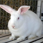 Мясошкуровые породы кроликов фото