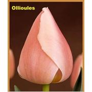 Тюльпан Ollioules светло розовый с белым