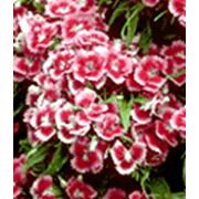 Гвоздика турецкая (бородатая) / Dianthus barbatus купить цена Чернигов фото
