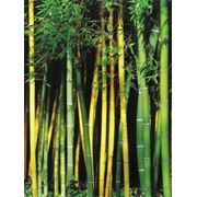 Саженцы экзотических растений. Саженцы бамбука. фото