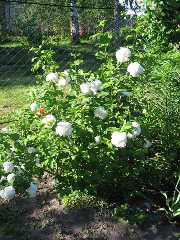 саженцы артемовский. плодопитомник сады урала. артемовский питомник. сады урала ирбит.