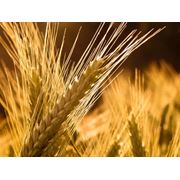 Семена посевной материал пшеницаячмень. фото
