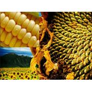 Материал Посевной :кукуруза подсолнух