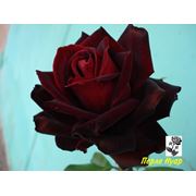 Темно красные розы фотография