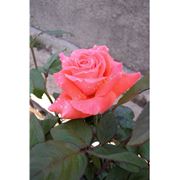 Супер Стар. Популярный чайно-гибридный сорт роз. Озеленение внутреннее фото