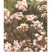 Многолетние почвопокровные и альпийские растения купить цена Чернигов фото
