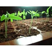 Рассада однолетних растений: Продажа кассетной рассады овощей - помидор перец капуста баклажан (на 2013 год). фото