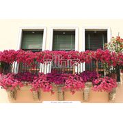Балконные цветы фото
