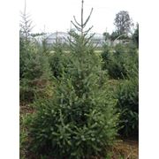 Picea omorika (Ель Сербская) фото