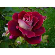 Продаю сортовые розы Розы сортовые оптом